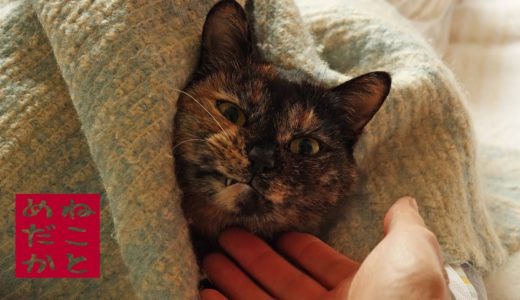 ネコとメダカのビオトープ 　第十二話　ほっぺの腫れた猫【4K】