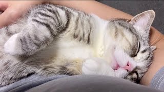 もち猫が腕の中で寝落ちしちゃって動けません…笑