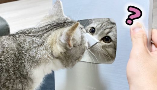 銀の盾に映るもふもふが不思議でたまらない猫…！笑