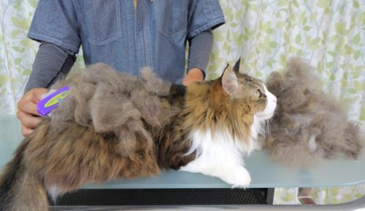 ファーミネーターで長毛種の大型猫がとてつもない量の抜け毛を排出する瞬間が最高に気持ち良い！【ボス吉 FURminator】