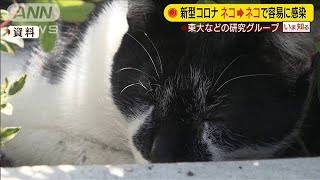 ネコ→ネコのコロナ感染は容易　明らかな症状なし(20/05/14)
