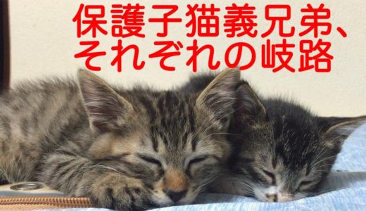因縁のコネコチャンズ、心優しき猫たちに育つ The 3 rescued kittens became the gentle cats
