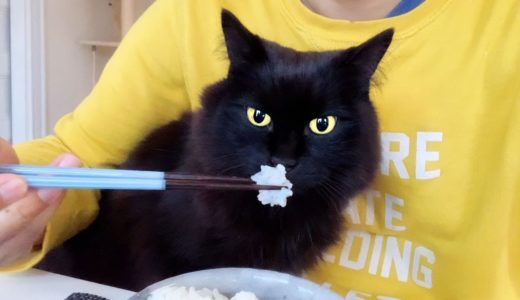 【しゃべる猫】飼い主の朝食を見て「なっとうヌルヌル」と言う猫【しおちゃん】