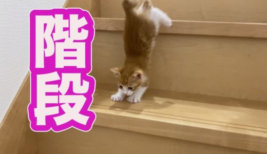 猫の子育て３３　子猫がついに階段登って新世界へ
