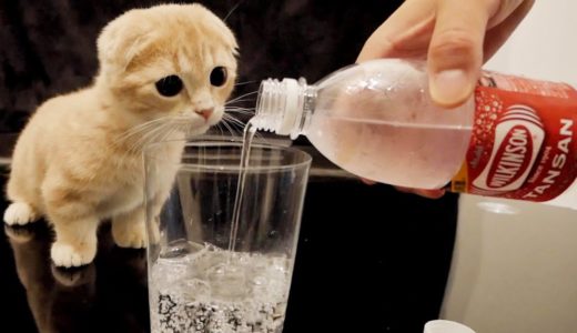 子猫が初めて炭酸水を見たときの反応。