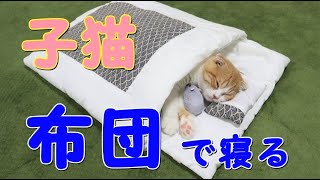 子猫がネコ用お布団でネズミちゃんを抱いて寝ました【スコティッシュフォールド】