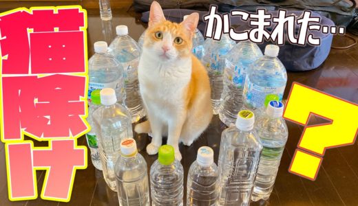 ペットボトルに水を入れると”猫除け”になるってホント？！検証してみた結果…