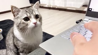 パソコンばっかり触ってたら、もち猫が寂しそうに見つめてきます…