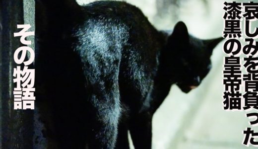 最強野良猫列伝・漆黒の皇帝猫、哀しみを背負い公園に立つ The story of the black emperor boss cat