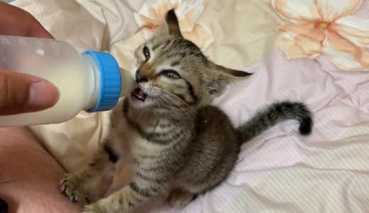 【保護子猫】保護猫のタロちゃんは寝る前にミルクを飲むのが日課です。
