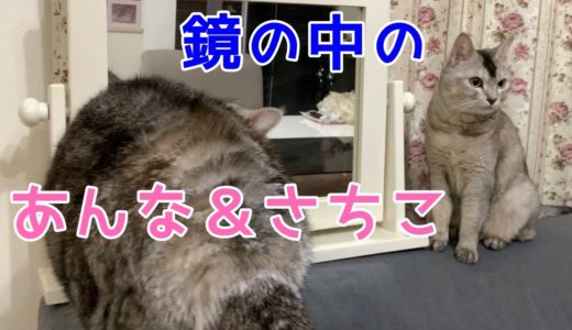 鏡パートⅡ映っている猫は自分だった！関西弁おしゃべりペット