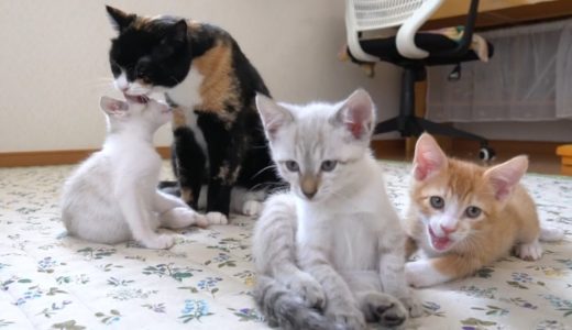 【生後55日】３匹の子猫を我が子のように可愛がる猫【保護子猫】