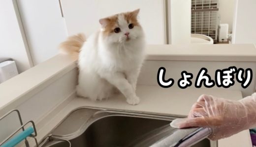 自らシャワーを浴びてしょんぼりしちゃった猫が可愛いww