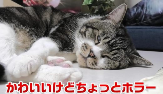 可愛い寝姿だけどよく見ると結構ホラーな猫リキちゃん☆痙攣したり白目むいたりｗ【リキちゃんねる・猫動画】Cat video　きじしろねこのいる暮らし