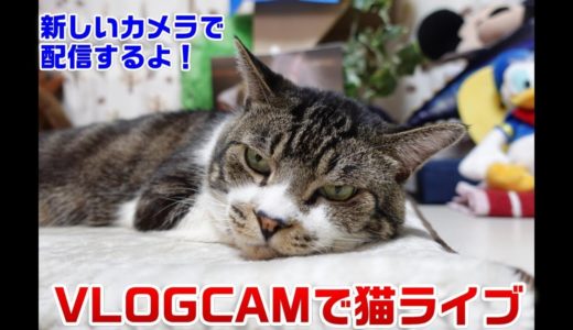 おニューのカメラで猫ライブ☆SONY VLOGCAM ZV-1☆・夜のねこの様子【リキちゃんねる・猫動画】Cat video　きじしろねこのいる暮らし