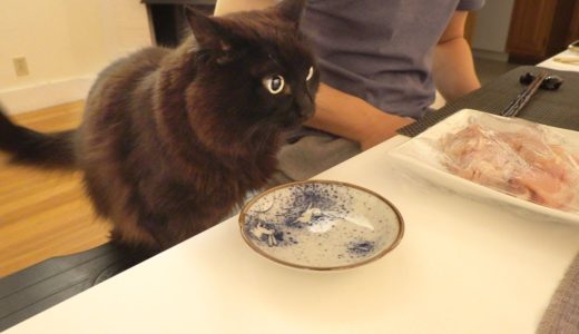 【しゃべる猫】食卓で行儀よく飼い主と一緒に鍋をつつく猫【しおちゃん】
