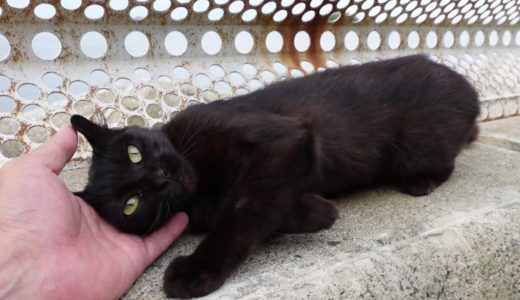 防波堤にいた黒猫をナデナデすると予想以上に人懐っこい猫だった