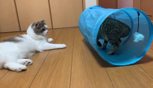 【猫とネコ】トンネルで遊びたい子猫と、一緒に遊びたい猫の日常風景です。