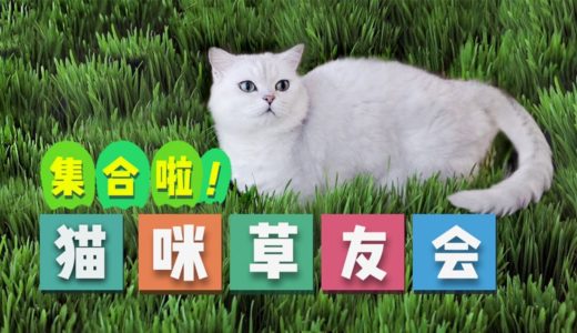 【花花与三猫】猫片拍成真人版动森，全家都绿了只为吃口草？