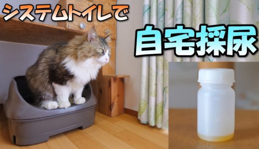 自宅で猫のおしっこを採取する方法【システムトイレで簡単採尿】