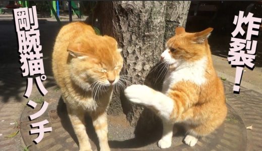 公園の女王猫、恐怖の剛腕猫パンチを炸裂させる The queen cat's punch