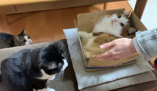 好んで小さい箱に入る猫