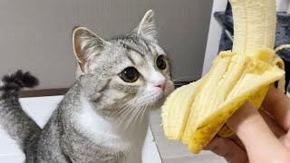 食いしんぼ猫の前でバナナをむいたらこうなりました…w