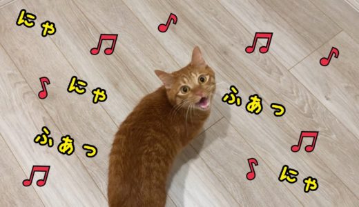上機嫌に歌を歌い始める猫がかわいすぎたw【猫　鳴き声】