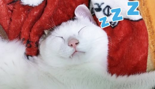 幸せそうに寝る猫、どうしてこうなった？