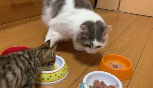 【猫とネコ】初めて保護子猫と先住猫の食事会をしたら予想外の事が起きました。