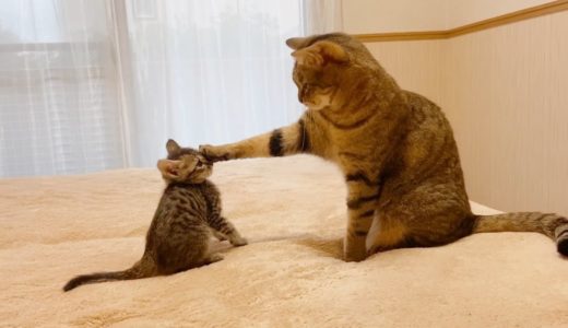 ”遊んで！”としつこい子猫を片手で止める先輩猫【保護猫】