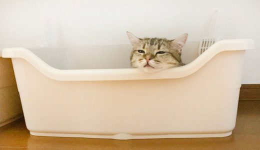 トイレをベッドだと勘違いしてしまった猫…。