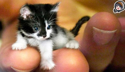 【極小】世界の小さすぎるネコがヤバい