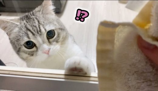 窓拭き中、ガラスに必死でパンチする猫がいます…笑