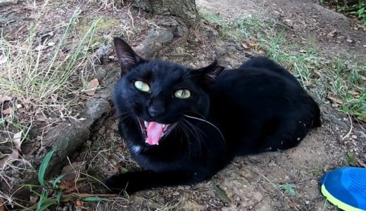 芝生で黒猫が寝ていたので近づいてねこじゃすりでナデナデしてきた
