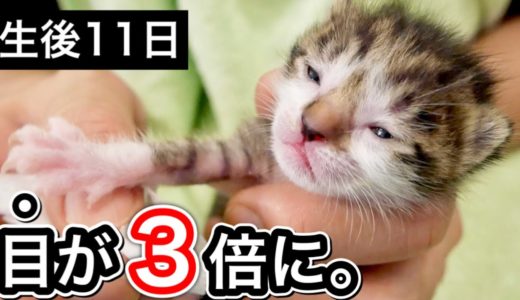 生後１１日目の赤ちゃん子猫の目が３倍大きくなった。【保護猫】