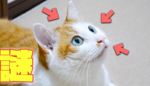 猫の身体に備えられた驚くべき秘密５選！
