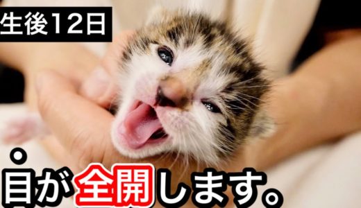 目がパッチリ全開する生後１２日目の赤ちゃん子猫。【保護猫】