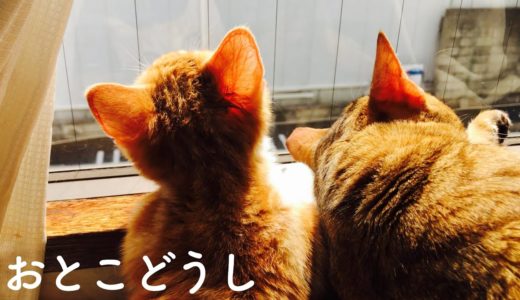 【猫】成長した子猫とイクメン先住猫の雄の語らい