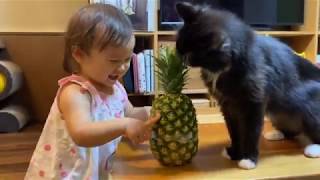 パイナップルをどーぞされる猫とダンスを冷ややかに見つめる猫　ノルウェージャンA cat that receives a pineapple and a cat that watches dance.