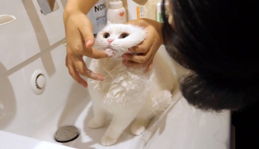 猫ニキビ対策で獣医さん直伝のアゴ洗いをしてみた！