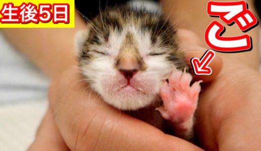生後５日目の赤ちゃん子猫の成長記録【保護猫】