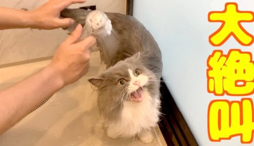 数年ぶりのお風呂で全力で鳴く猫がかわいい！
