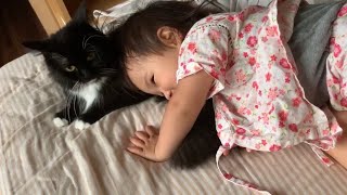 眠りにつく時から目覚めまで娘にべったりな猫　ラガマフィン　A cat spending time with my daughter from sleep to awakening