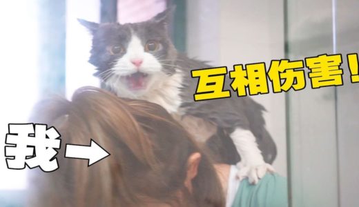 【喵来啦】全网最惨洗猫，没有之一！人猫共浴太刺激？