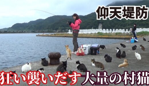 【堤防仰天】釣りをしていると大量の村猫が一斉に襲いかかる瞬間をカメラはとらえた！！！