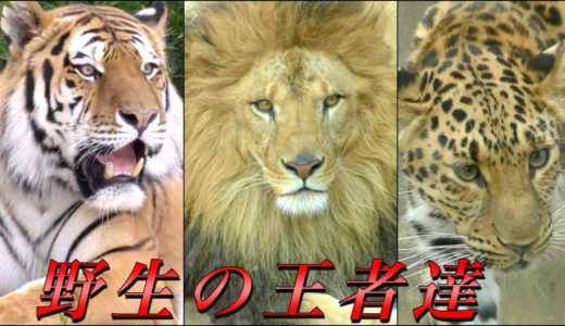 大型のネコ科動物たち全種〜ライオン･トラ･ジャガー･ヒョウ･ユキヒョウ･チーター･ピューマ〜