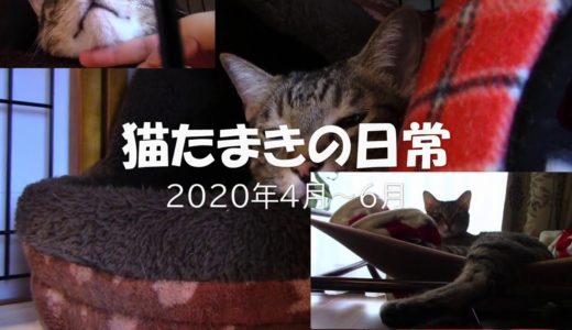 猫たまきの日常動画４月から６月編