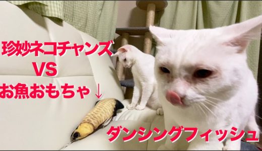 死闘⁉︎ウチューネコチャンズvsダンシングフィッシュ(電動魚おもちゃ) My spacecats vs the toy of dancing fish