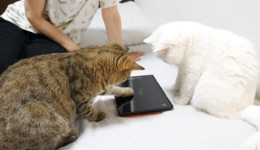 猫用アプリに熱中する母親と姉妹猫！